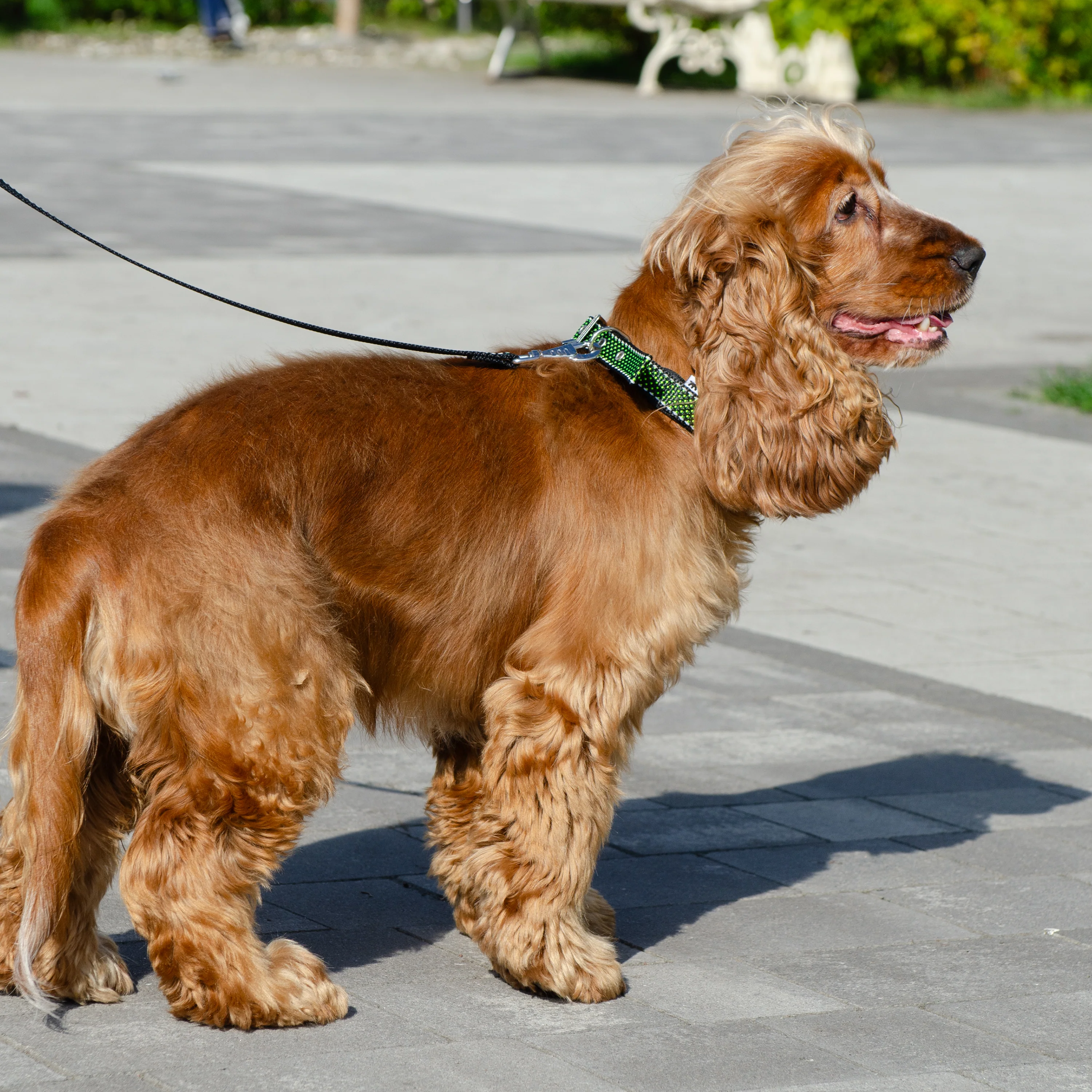 DAYTONA DELUXE C - Image 11