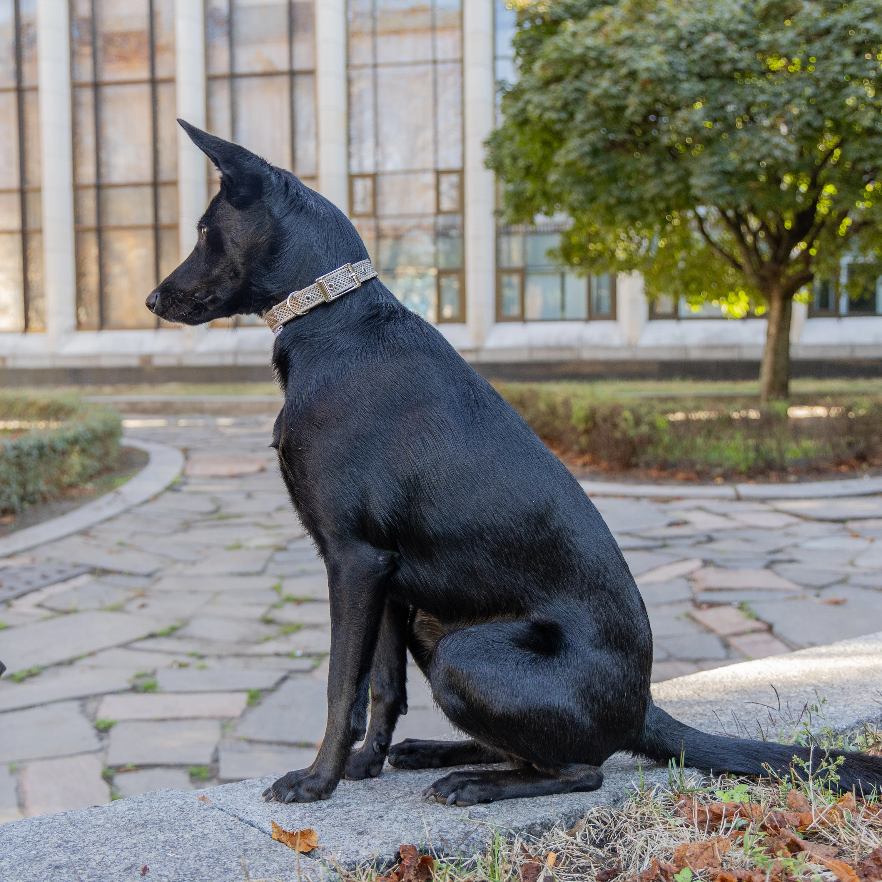 DAYTONA DELUXE C - Image 15