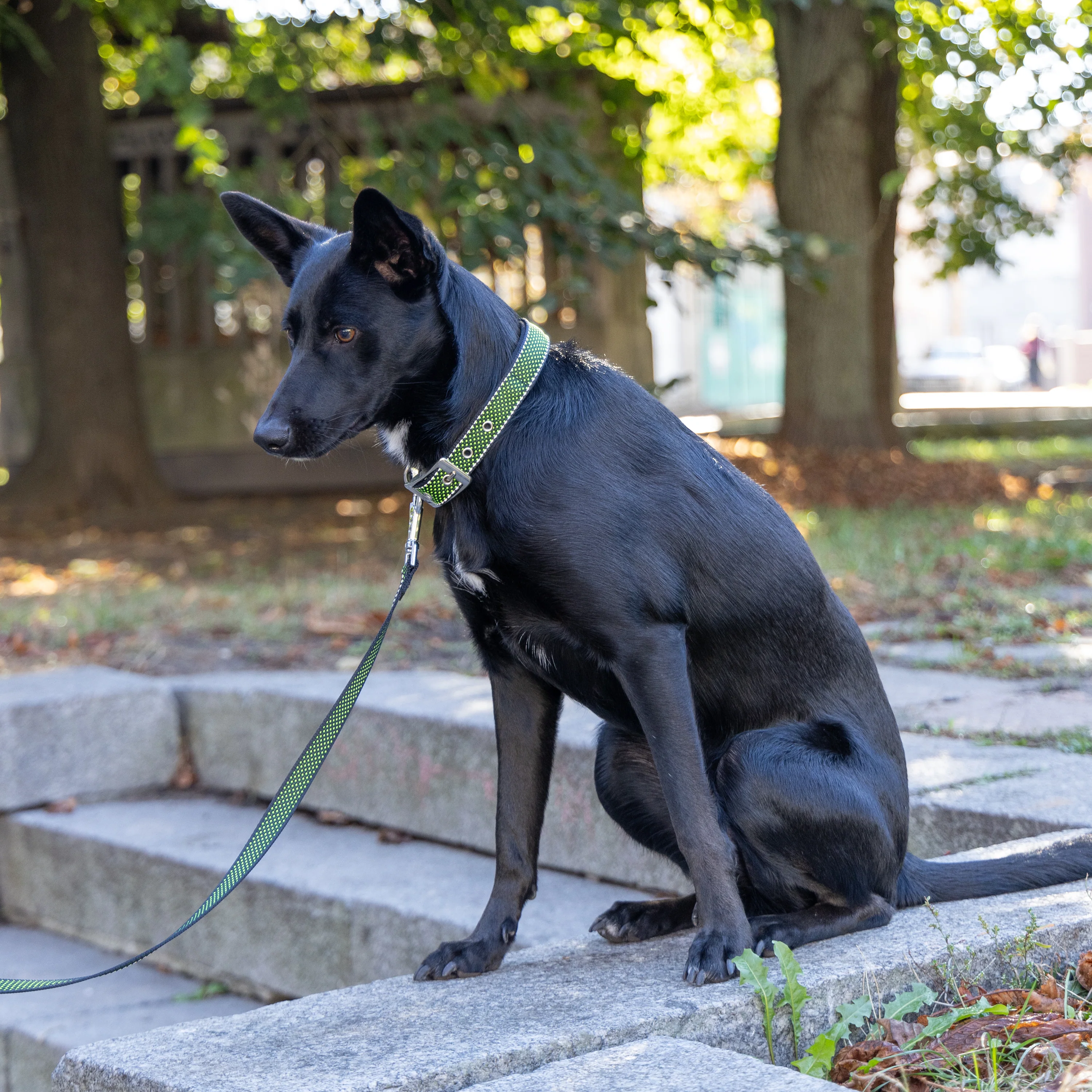 DAYTONA DELUXE C - Image 18