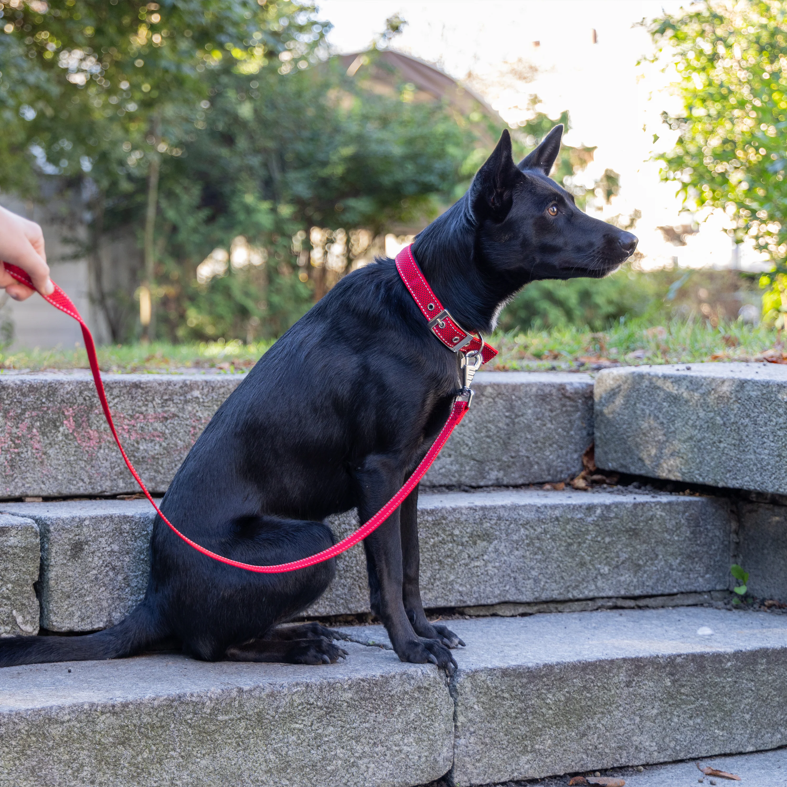 DAYTONA DELUXE C - Image 23