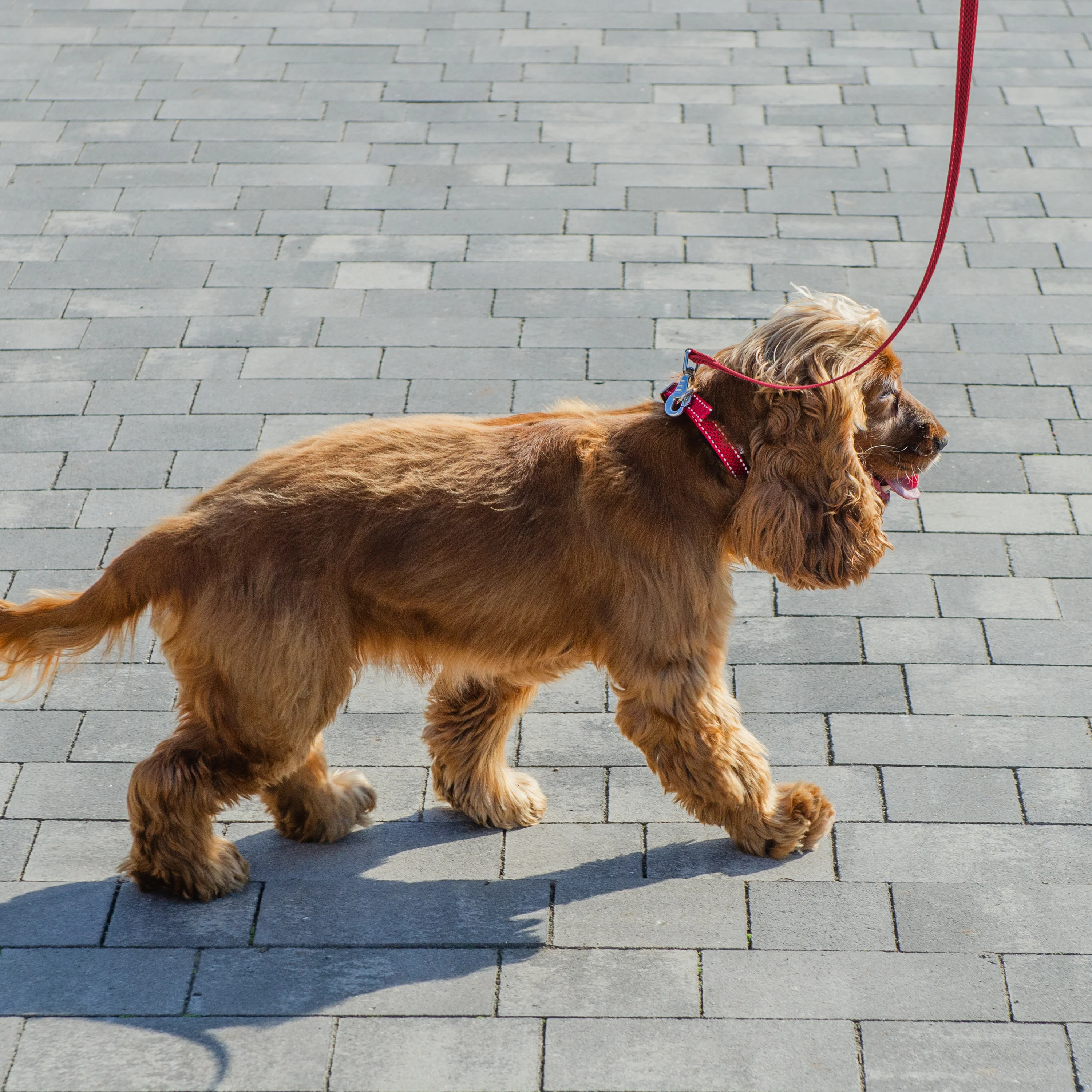 DAYTONA DELUXE C - Image 3