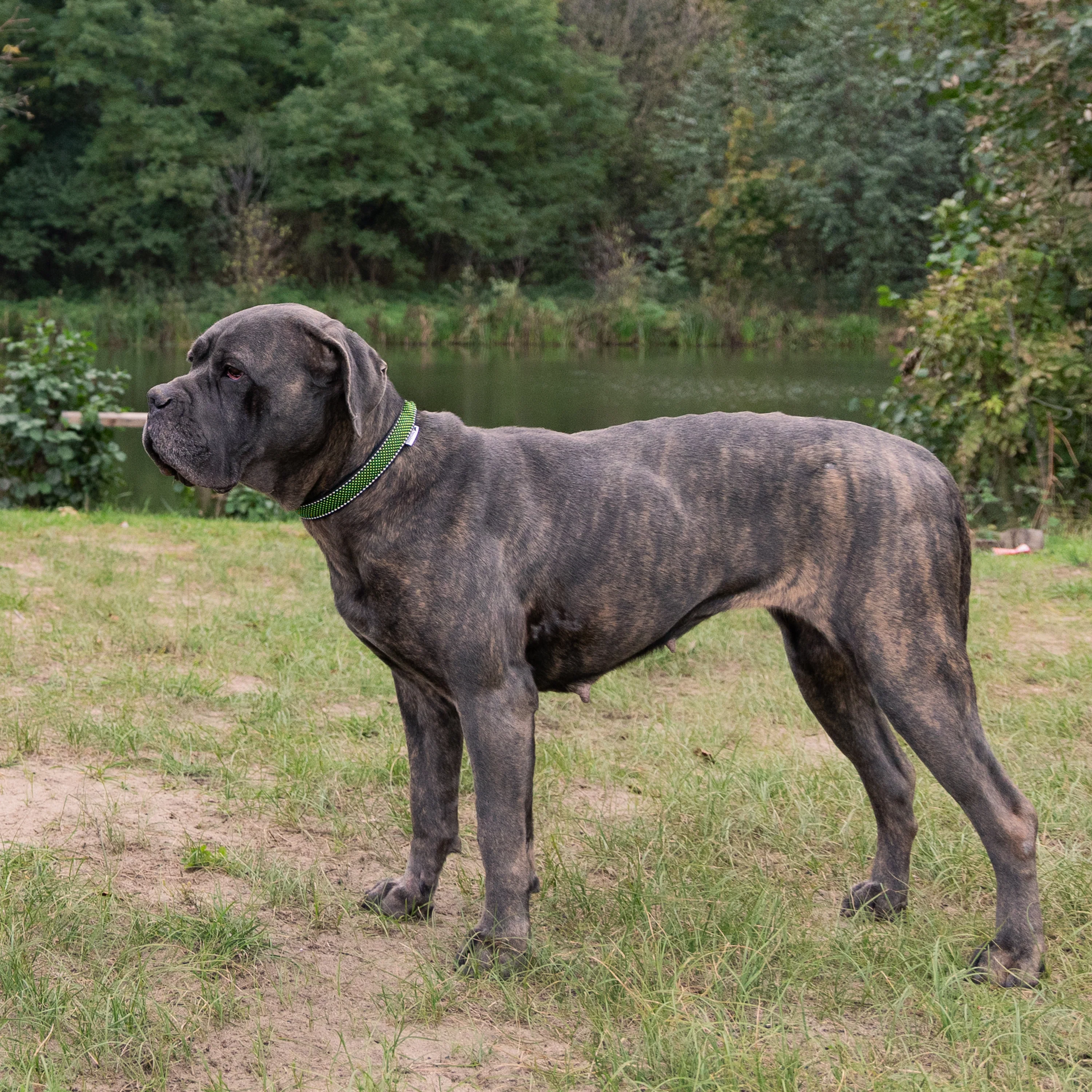 DAYTONA DELUXE C - Image 34