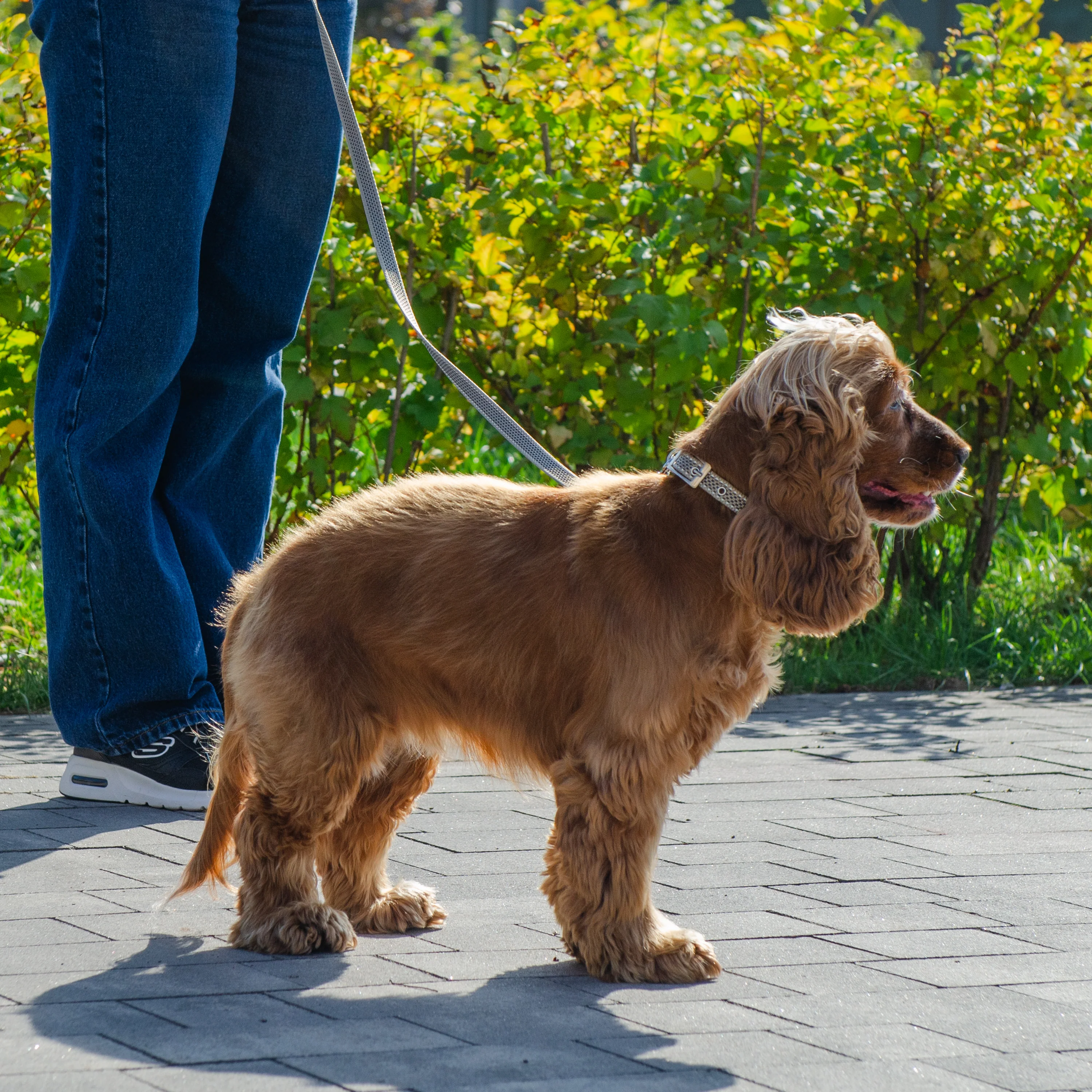 DAYTONA DELUXE C - Image 7