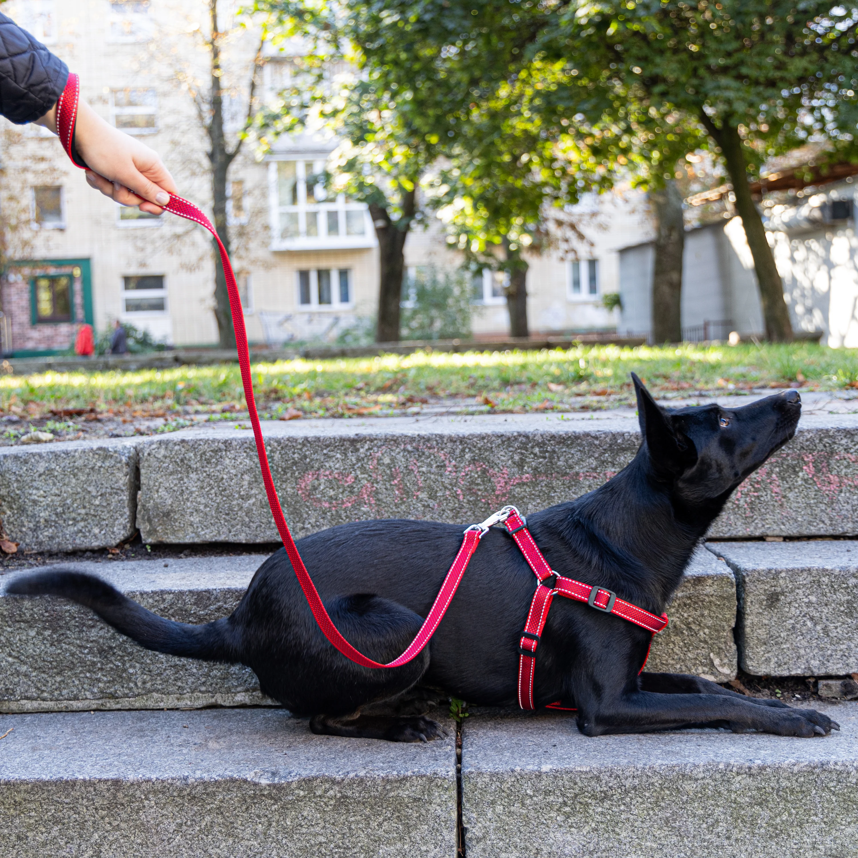 DAYTONA DELUXE G - Image 16