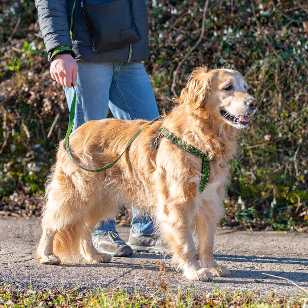 DAYTONA DELUXE G - Image 21