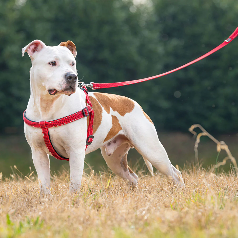 DAYTONA DELUXE G - Image 24