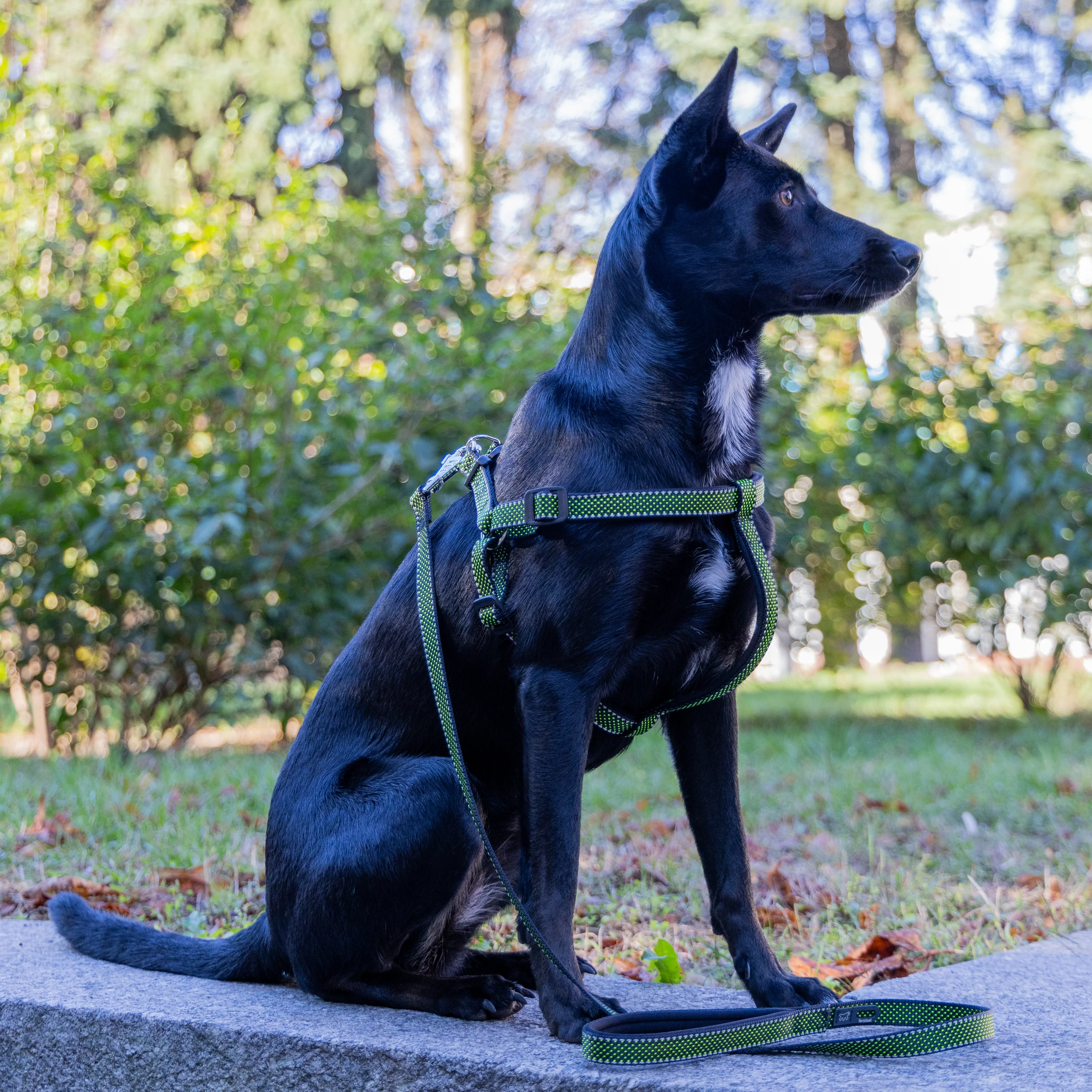 DAYTONA DELUXE P - Image 13