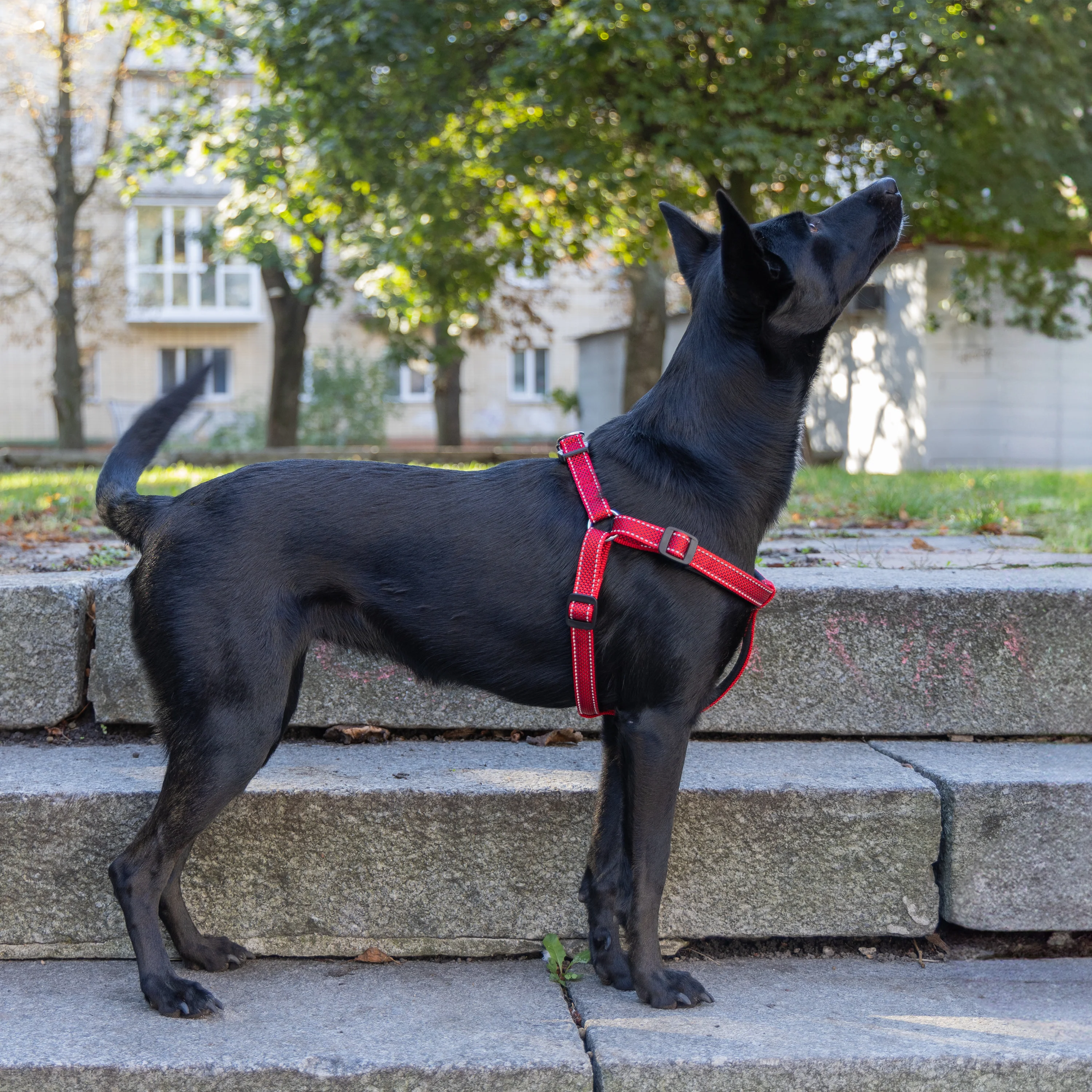 DAYTONA DELUXE P - Image 18