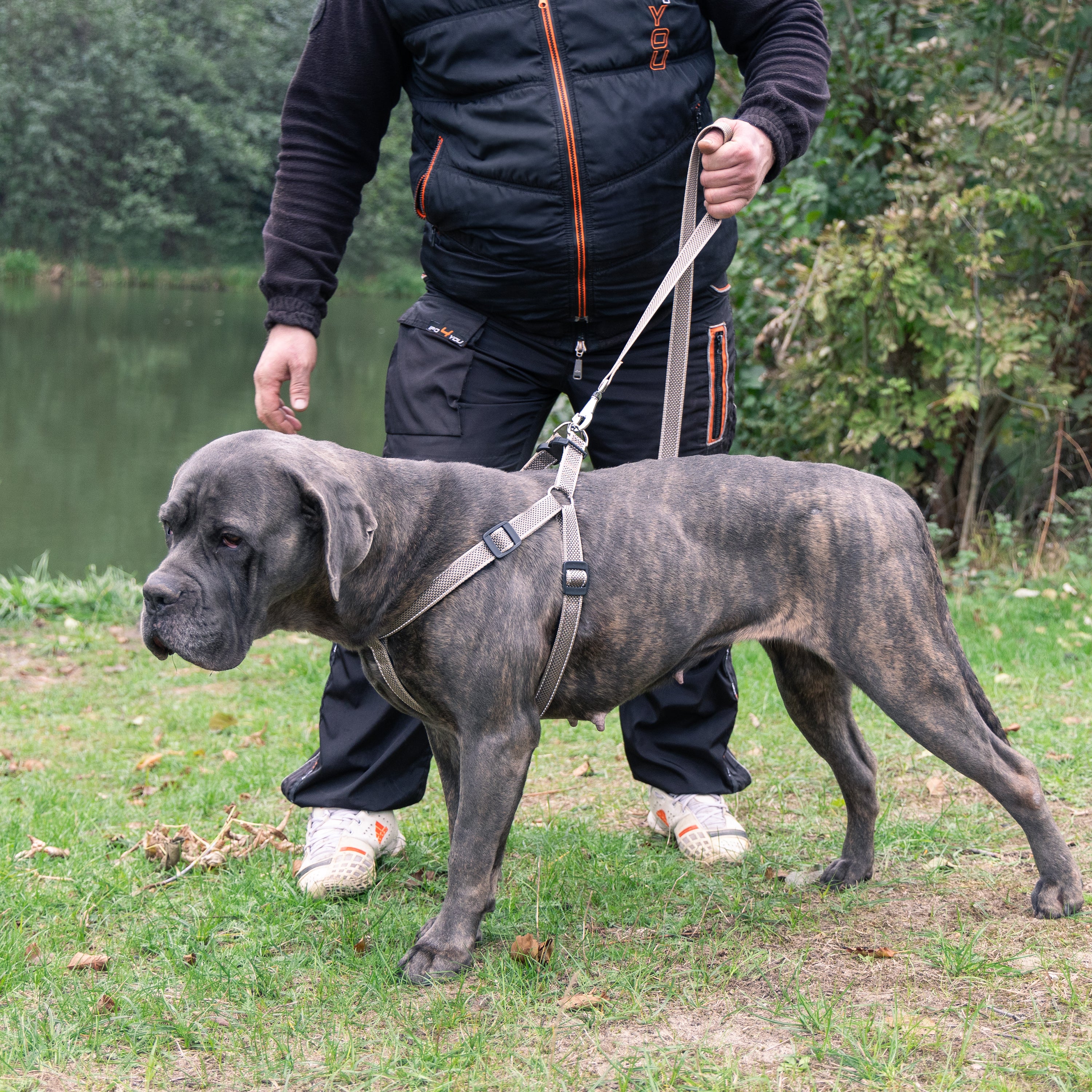 DAYTONA DELUXE P - Image 19