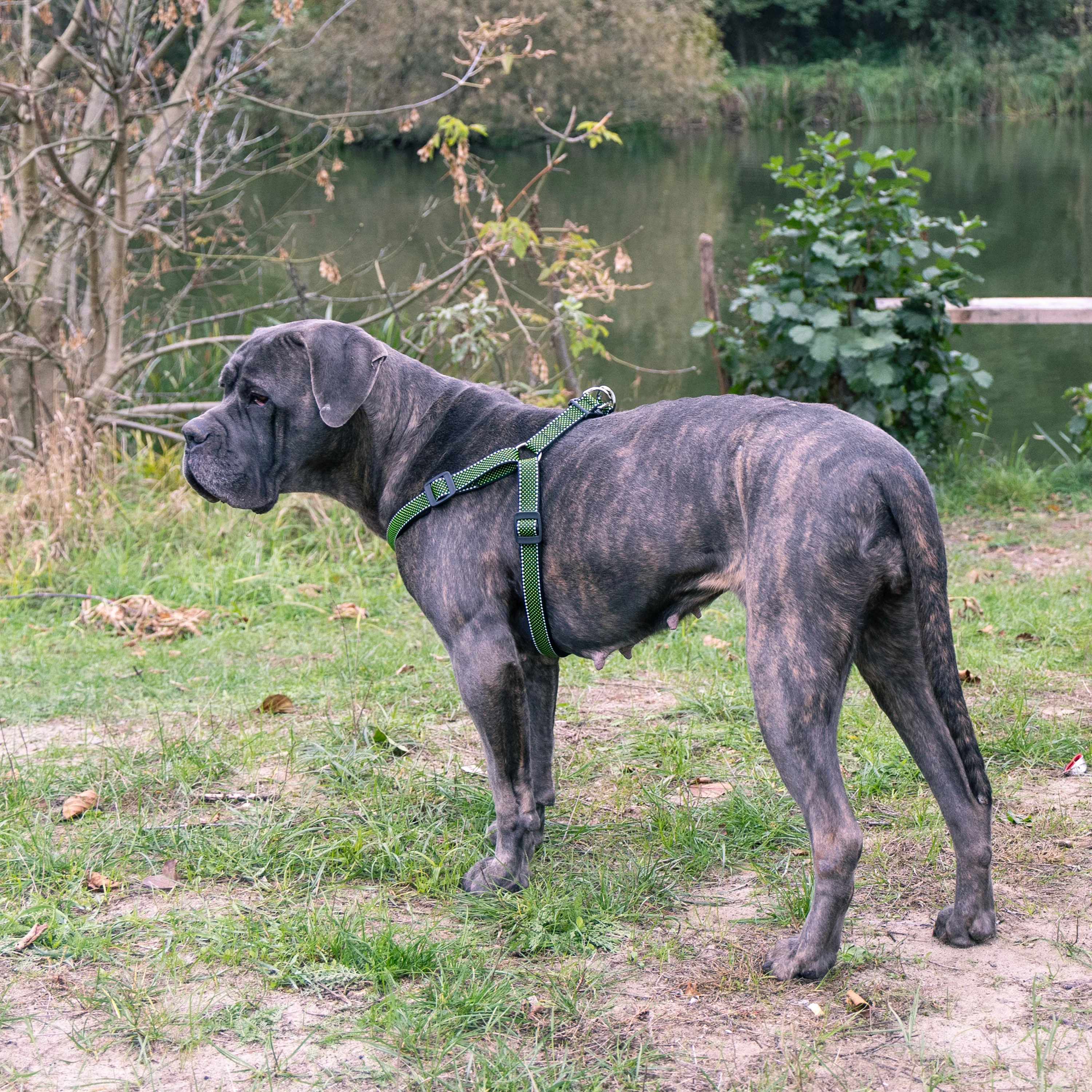 DAYTONA DELUXE P - Image 22