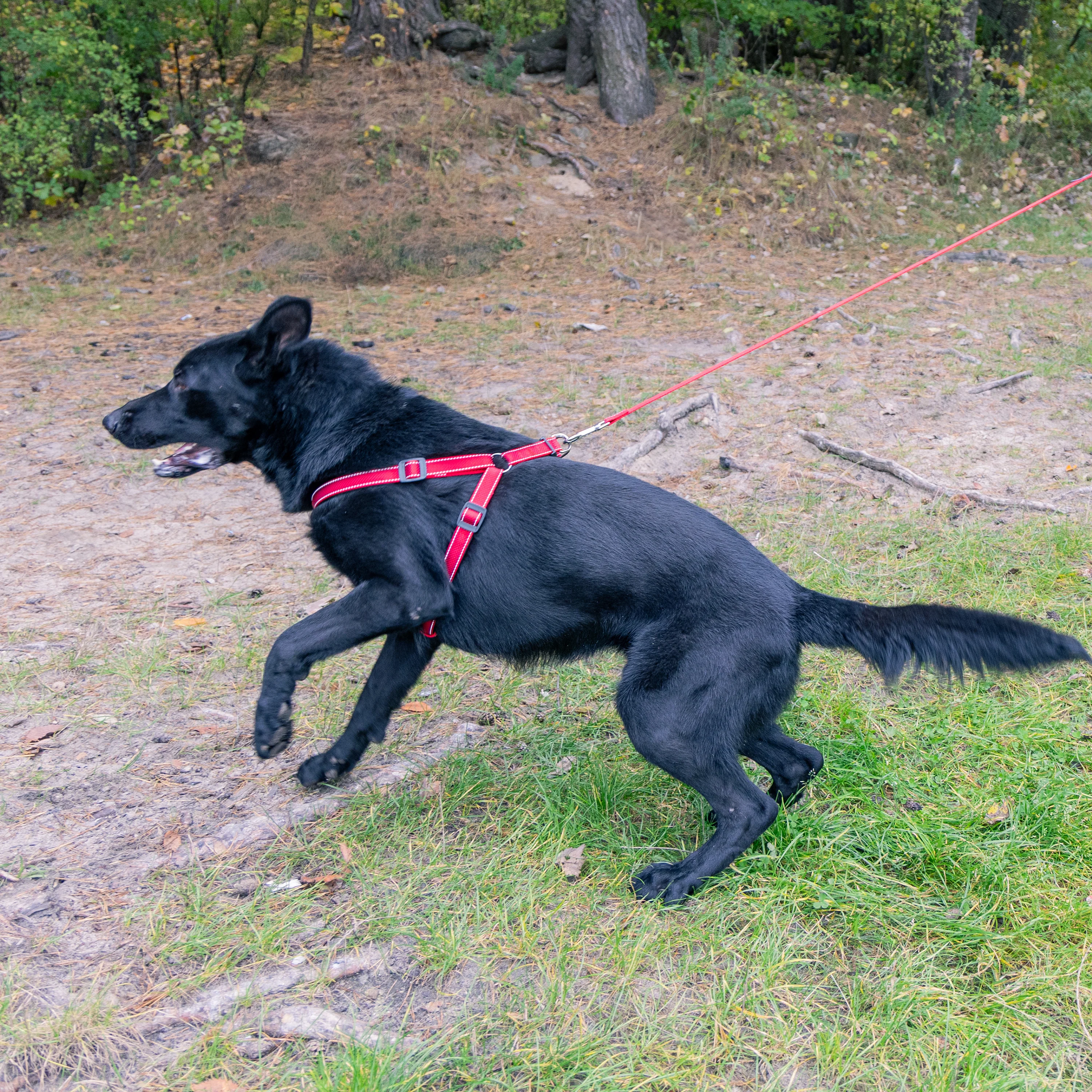 DAYTONA DELUXE P - Image 26