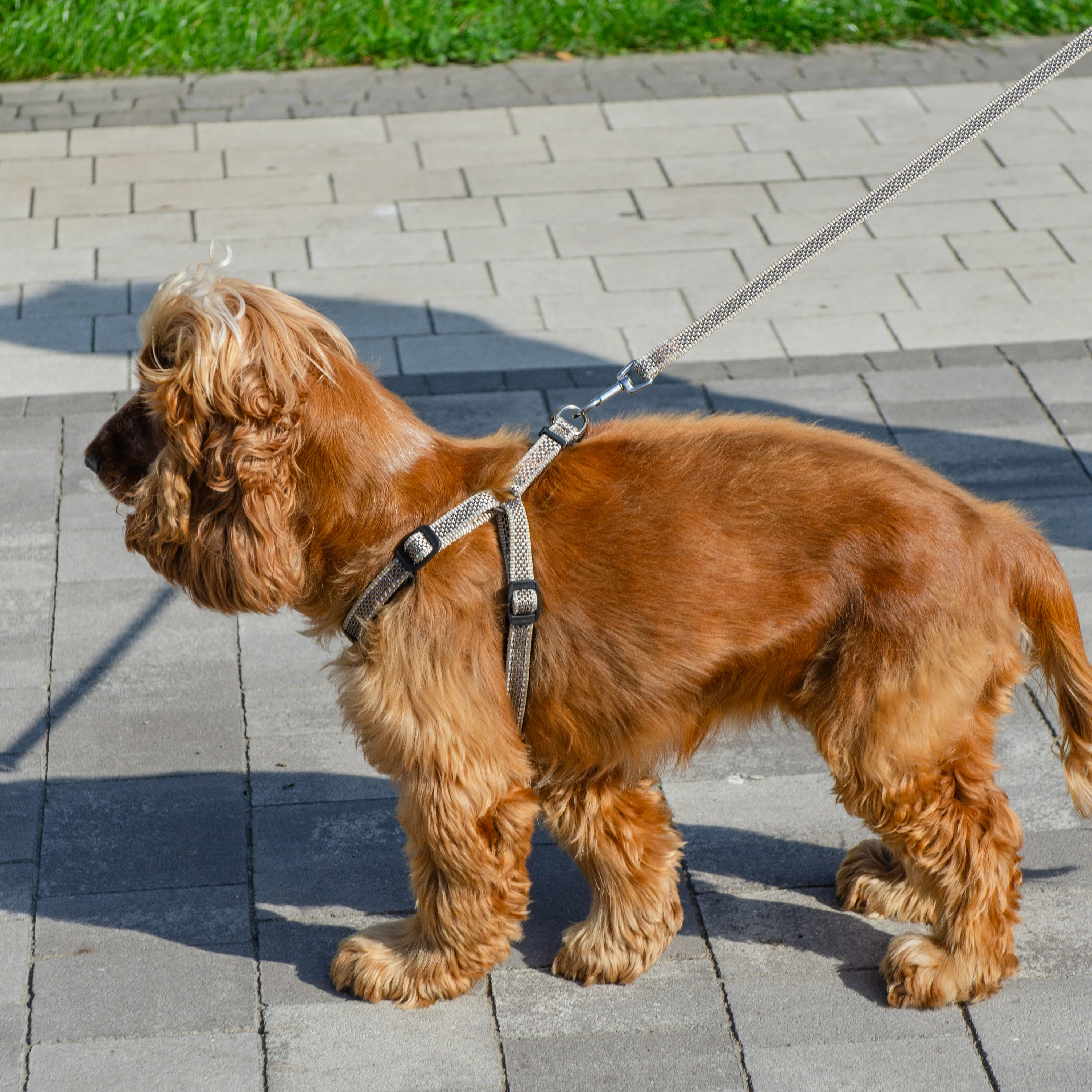 DAYTONA DELUXE P - Image 3