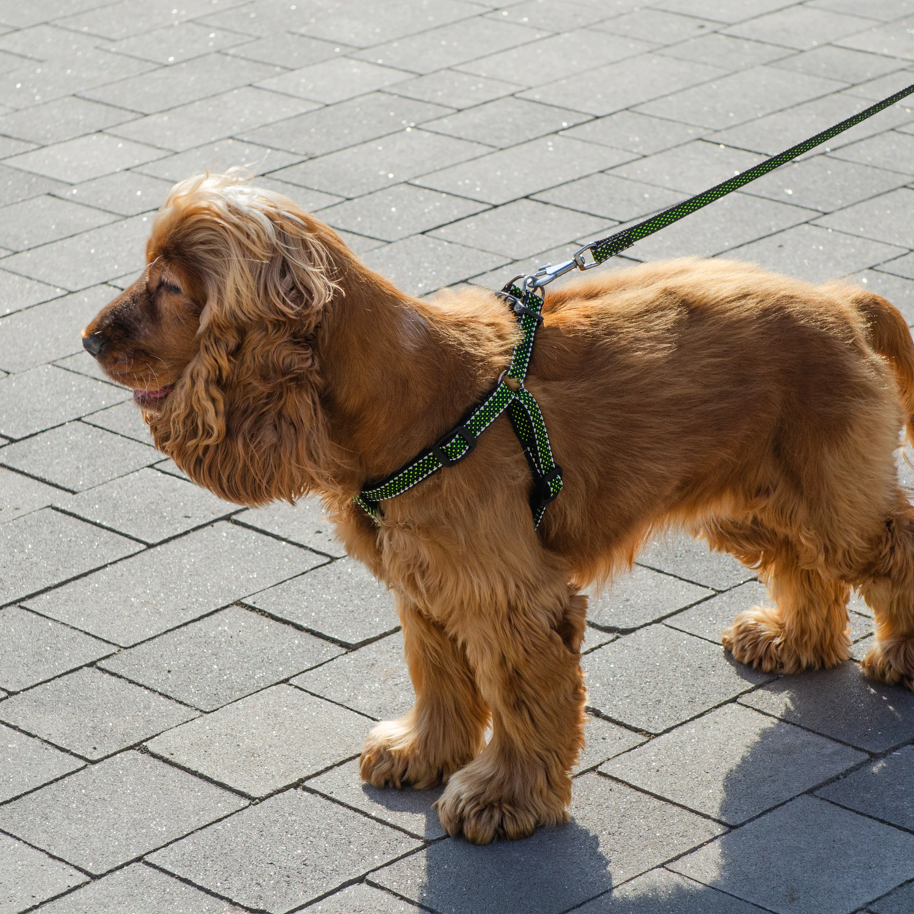 DAYTONA DELUXE P - Image 5