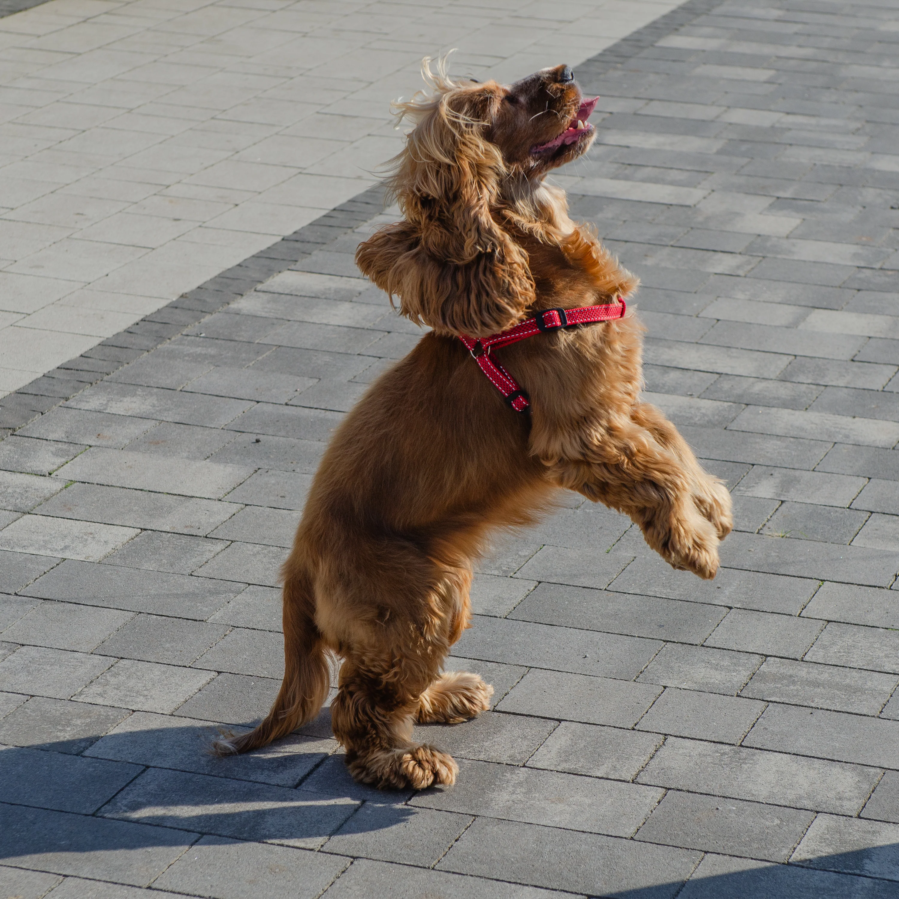 DAYTONA DELUXE P - Image 7