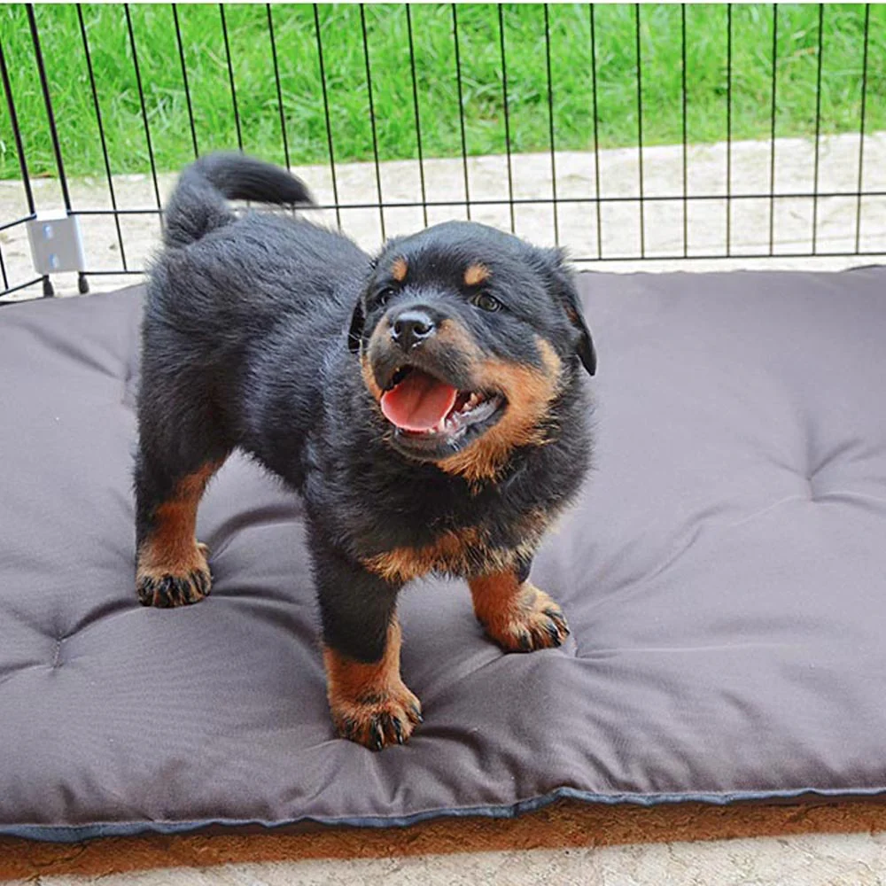 DOG TRAINING - Image 5