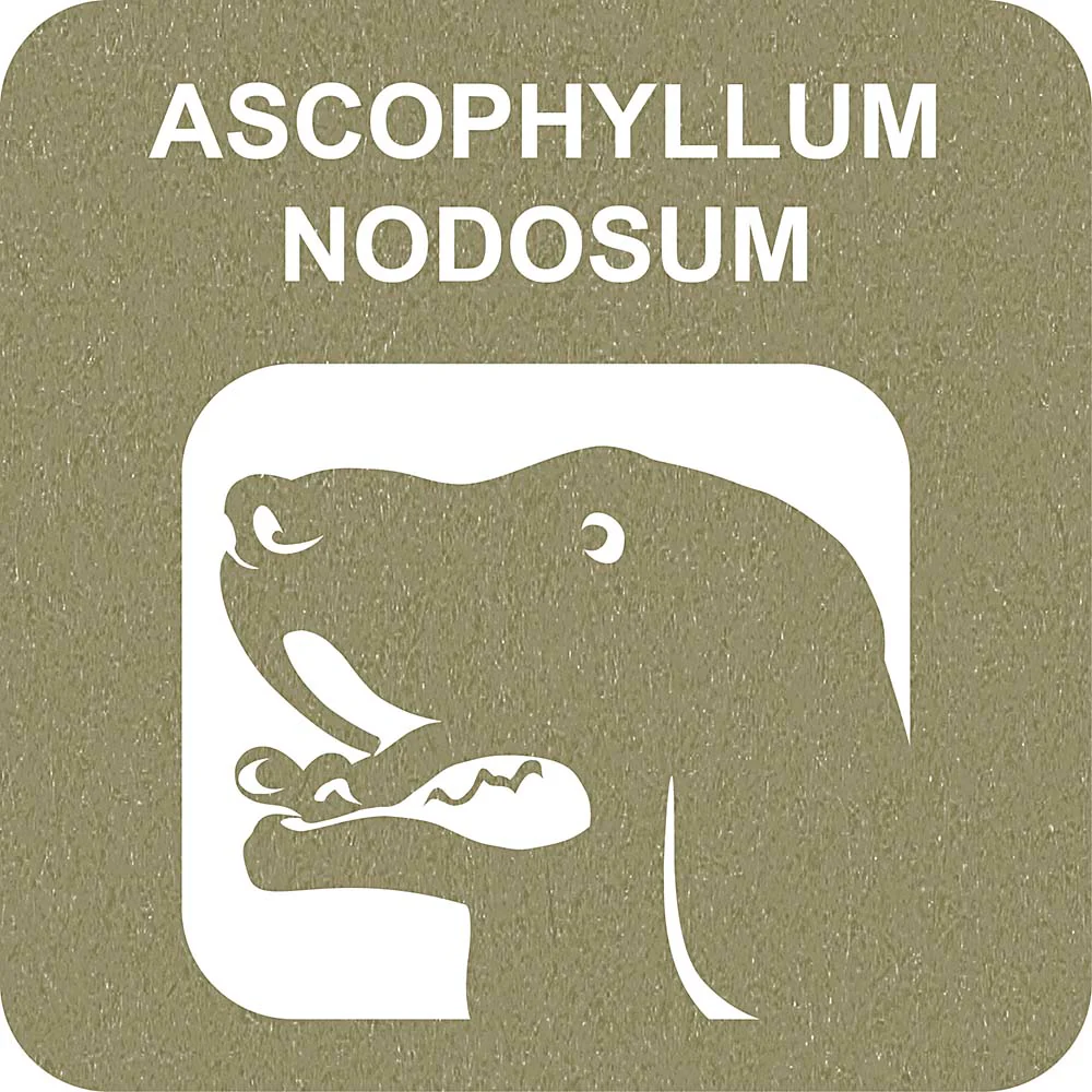 100% SNACK BASTONCINI - FUSILLI ASCOPHILLUM - Image 3